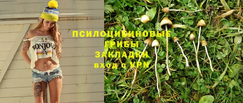 Галлюциногенные грибы Psilocybe  Цимлянск 